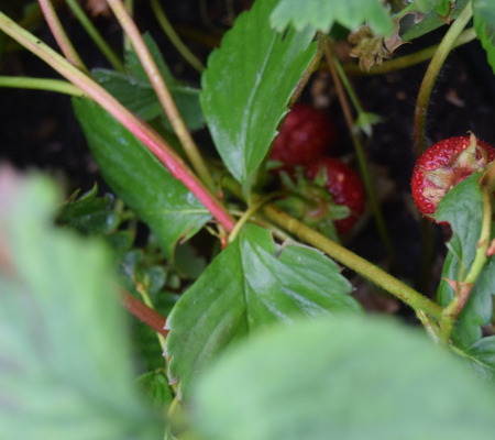 growing-our-own-strawberries