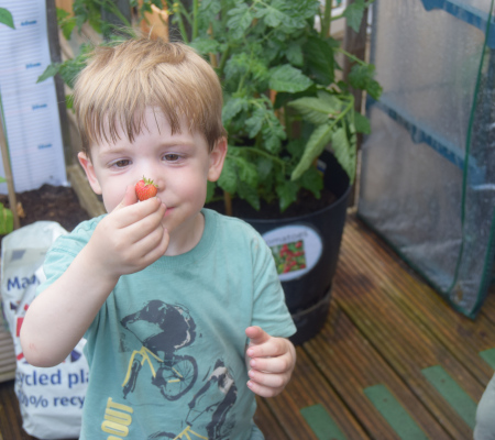 nursery-child-admiring-our-strawberries