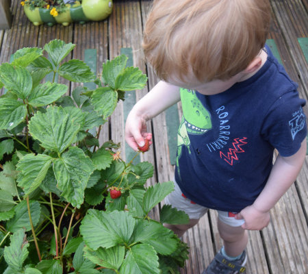 nusery-children-picking-strawberries
