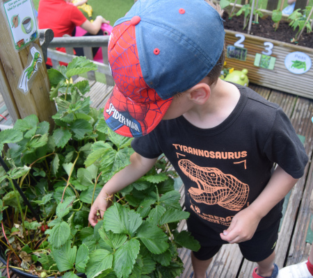 picking-our-own-strawberries