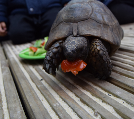 turbo-the-tortoise