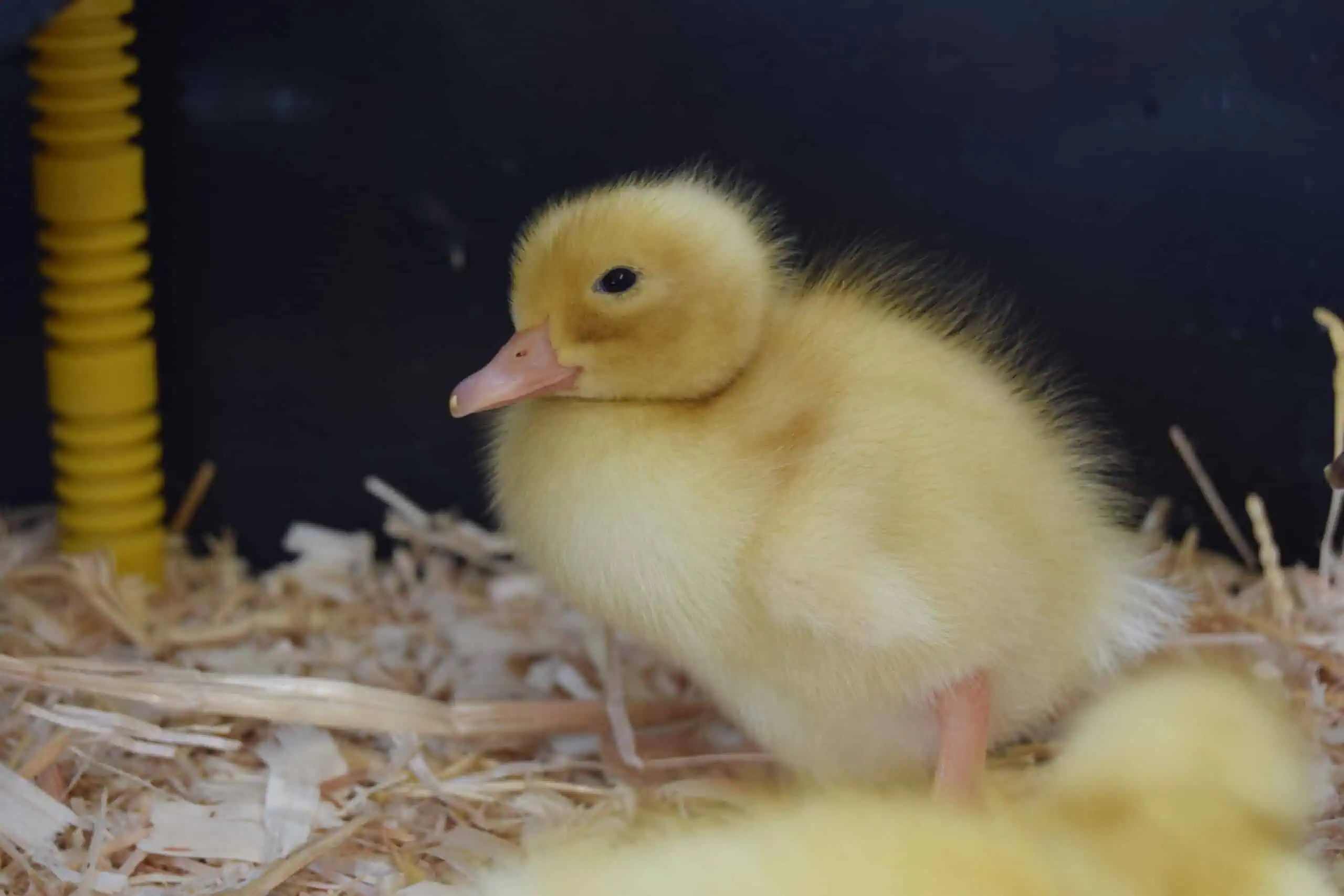 easter chick easter chick