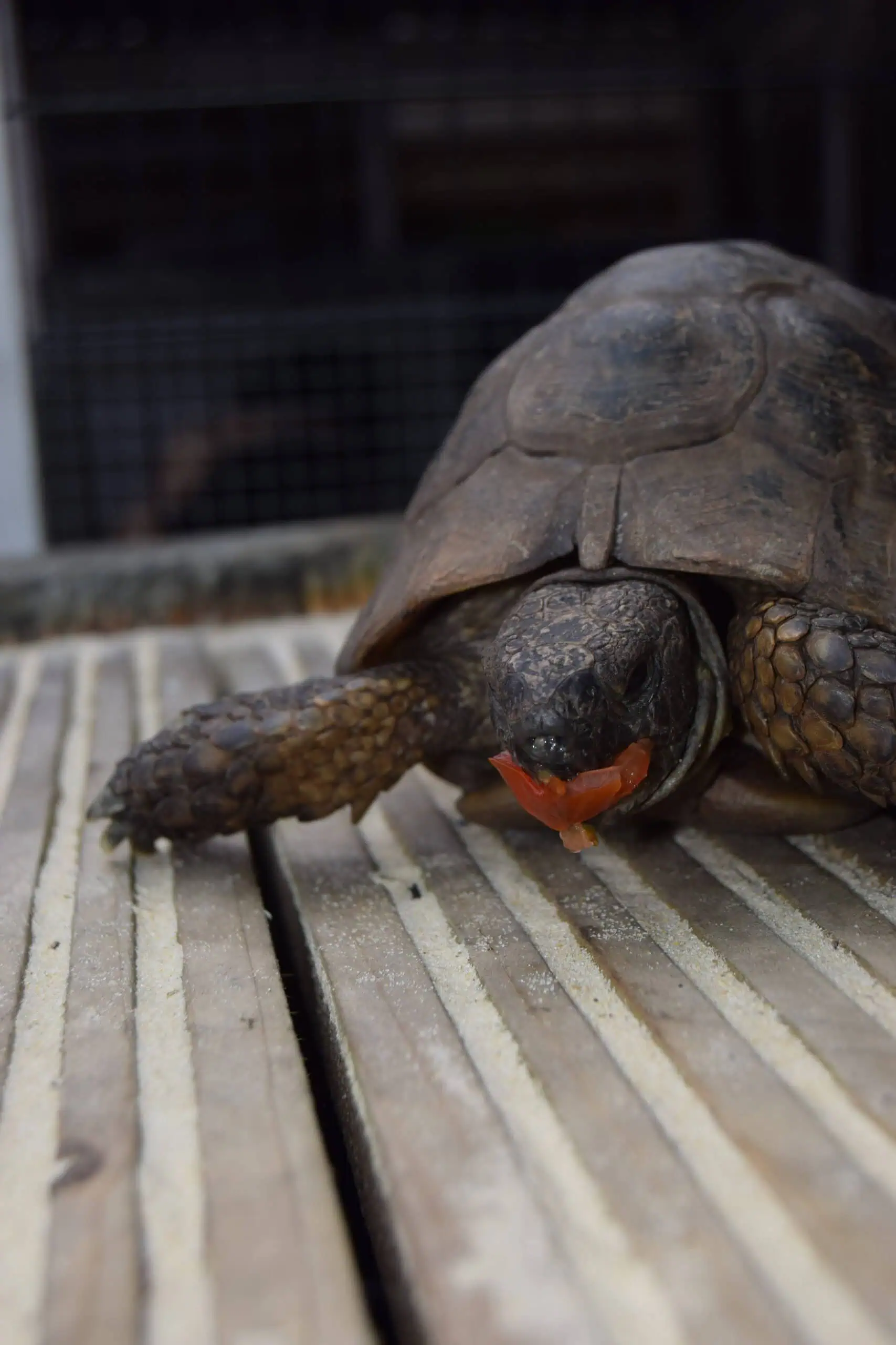 turbo the tortoise at Eltham nursery
