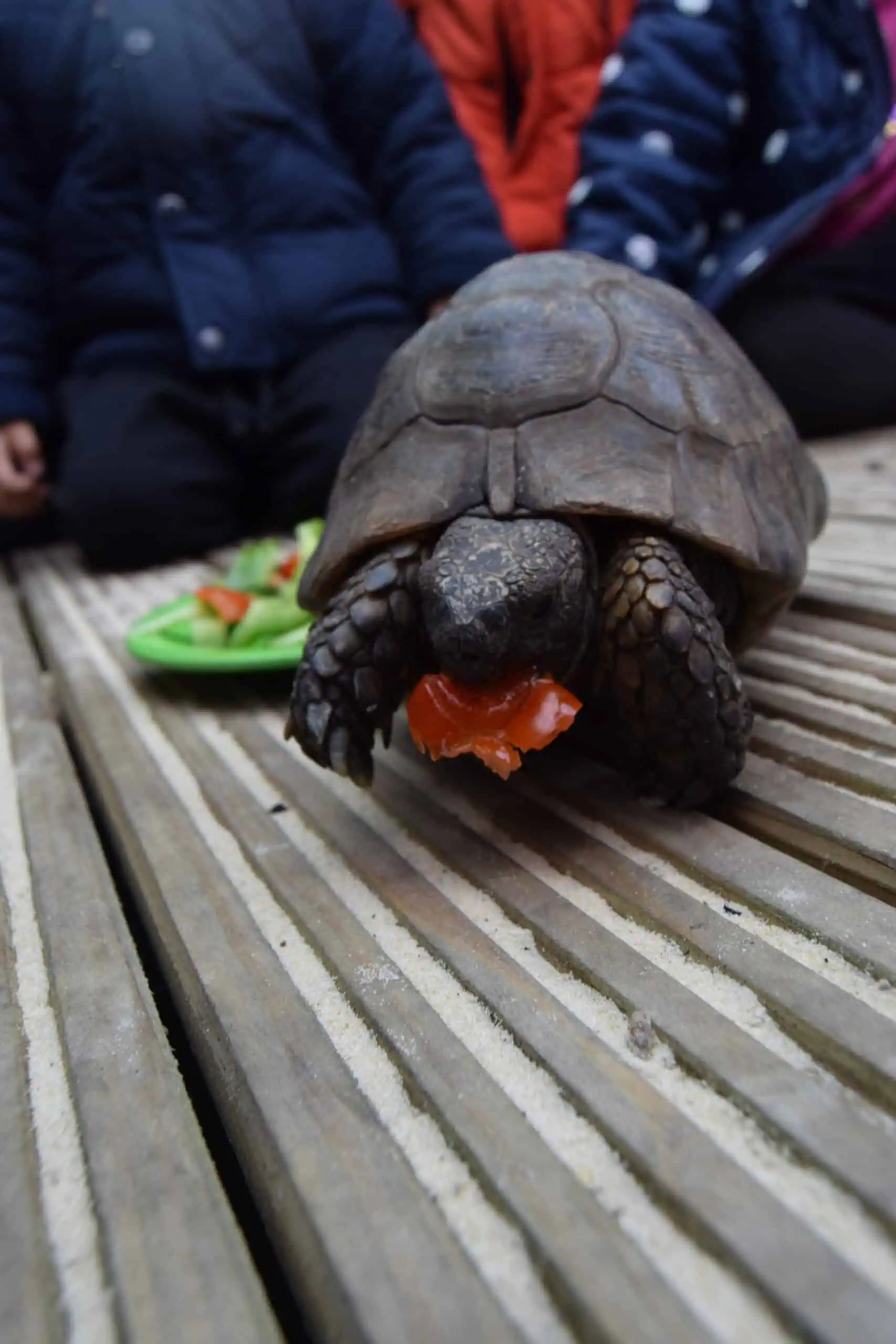 turbo the tortoise